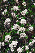 Viburnum, Mohawk viburnum, Viburnum x Burkwoodii Mohawk, Mass of tiny white flowers growing outdoor.