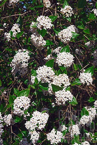 Viburnum_Mohawk_viburnum_Viburnum_x_Burkwoodii_Mohawk_Mass_of_tiny_white_flowers_growing_outdoor