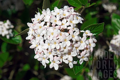 Viburnum_Mohawk_viburnum_Viburnum_x_Burkwoodii_Mohawk_Mass_of_tiny_white_flowers_growing_outdoor