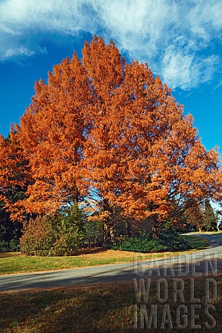 Redwood_National_Dawn_redwood_Metasequoia_glyptostroboides_National_Tree_in_fall_colours