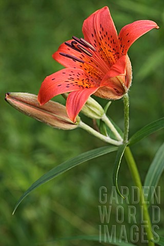 Siberian_lily_Lilium_pensylvanicum_Side_view_of_orange_coloured_flower_growing_outdoor