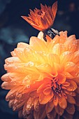 Marigold, Calendula, Orange flower growing outdoor covered in water droplets.
