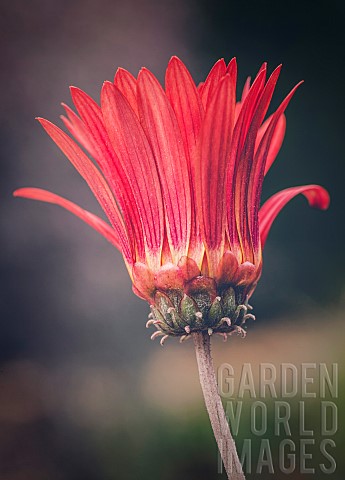 Gerbera_Red_Crowned_Daisy_Gebera_Jamesonii_A_red_crowned_daisy_in_the_flower_borders_of_Hidcote_Gard