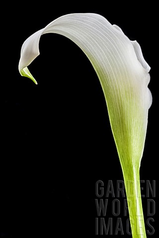 Lily_Calla_Lily_Zantedeschia_Studio_image_of_white_flower_with_green_stem_and_leaf