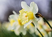 Daffodil, Narcissus, A row of dafodils growing outdoor.