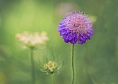 Scabious, Scabiosa, Close up of scabious growing in wild flower meadows.