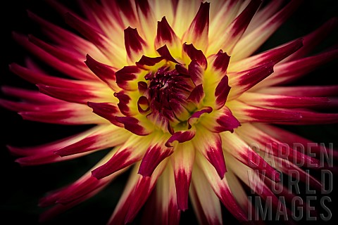 Dahlia_Closeup_of_red_and_cream_coloured_flower_showing_detail_of_petal_pattern