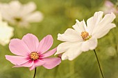 Cosmos, Pink & white flowers growing outdoor in the borders of a walled garden.