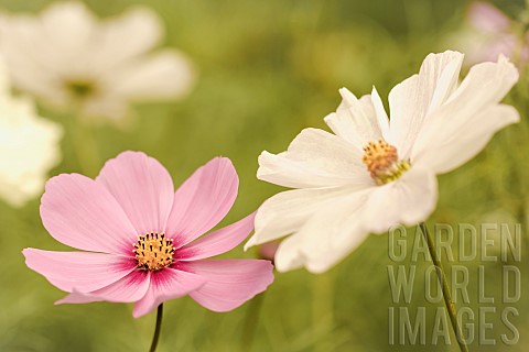 Cosmos_Pink__white_flowers_growing_outdoor_in_the_borders_of_a_walled_garden