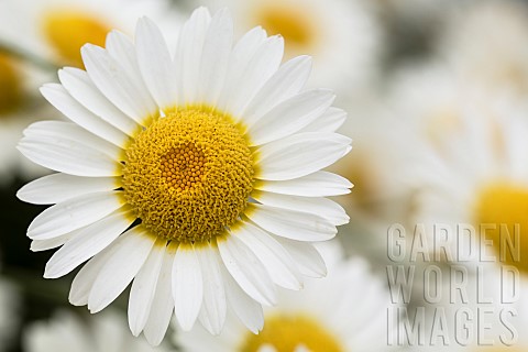 Daisy_Shasta_Daisies_Leucanthemum_Maximum_Close_up_detail_of_flower_in_bloom_showing_white_pets_and_