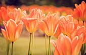Tulip, Tulipa, Orange coloured flowers growing outdoor showing petals.