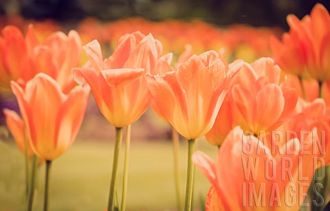 Tulip_Tulipa_Orange_coloured_flowers_growing_outdoor_showing_petals