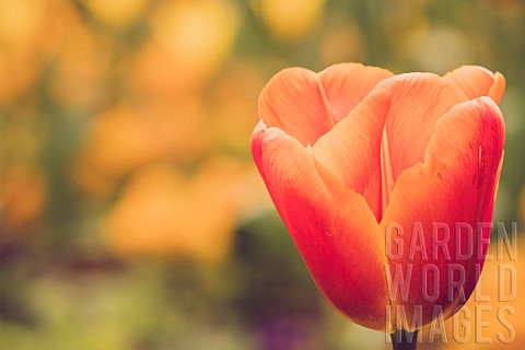 Tulip_Tulipa_Orange_coloured_flowers_growing_outdoor_showing_petals
