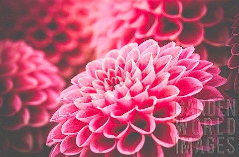 Dahlia__Closeup_detail_of_pink_coloured_flower_showing_petal_detail_pattern