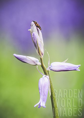 Bluebell_Hyacinthoides_NonScripta_Closeup_of_mauve_coloured_flower_growing_outdoor
