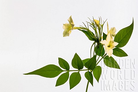 Honeysuckle_Lonicera_Periclymenum_Studio_shot_of_yellow_flower_against_white_background