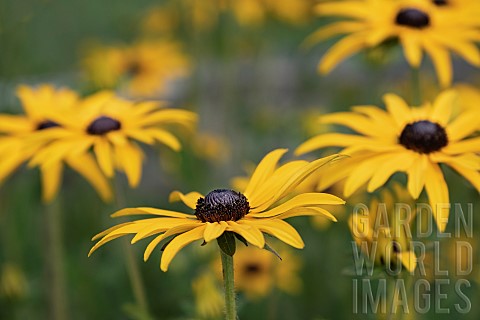 Rudbeckia_Golden_Cone_Flowers_Rudbecka_Side_view_of_flowers_with_yellow_petals_and_dark_stamen_growi