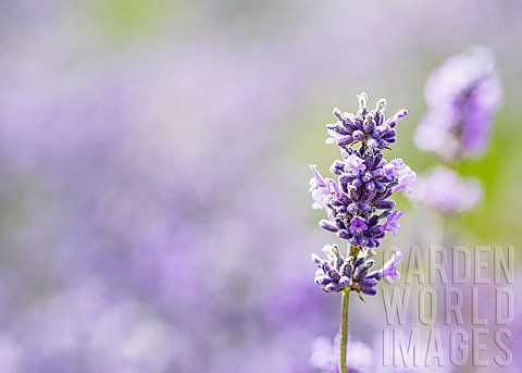 Lavender_Lavandula_Closeup_detail_of_mauve_coloured_flower_growing_outdoor