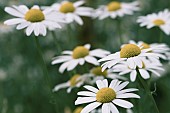 Daisy, Daisy Bellis, Side view of flowers with white petals and yellow stamen growing outdoor.