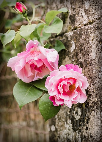 Hibiscus_Climbing_Malvaceae_flowers_in_the_walled_garden