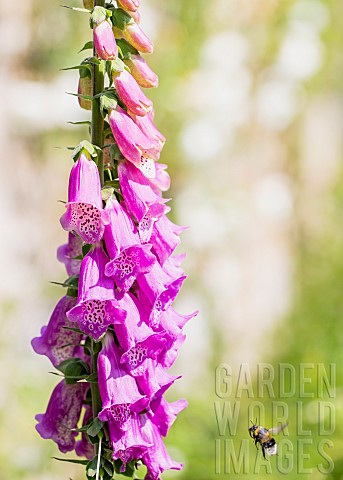 Foxglove_Digitalis_A_bee_caught_in_midflight_approaching_pink_coloured_flowers