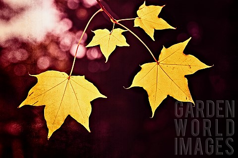 Maple_Leaf_Cappadocian_Maple_Yellow_leaves_in_autumn