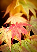 Acer, Japanese Maple, Acer Palmatum, Colourful autum leaves.