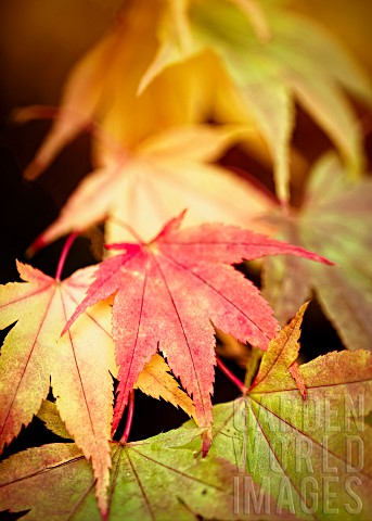 Acer_Japanese_Maple_Acer_Palmatum_Colourful_autum_leaves