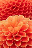 Dahlia, Close-up of orange coloured flower showing pattern of petals.
