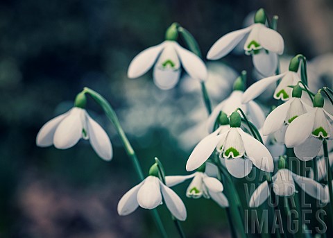 Snowdrop_Galanthus_Small_white_coloured_flowers_growing_outdoor