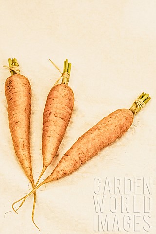 Carrot_Daucus_Carota_Three_carrots_in_a_village_produce_show