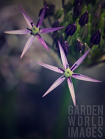 Allium_Allium_Star_of_Persia_Allium_Christophii_Close_up_detail_of_the_flower_growing_outdoor