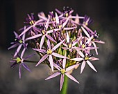 Allium, Allium Star of Persia, Allium Christophii, Close up detail of the flower growing outdoor.