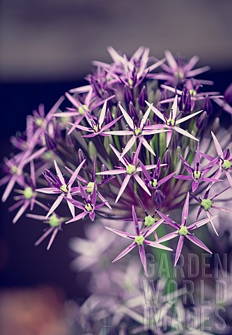Allium_Allium_Star_of_Persia_Allium_Christophii_Close_up_detail_of_the_flower_growing_outdoor