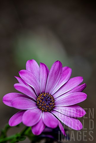 Dasiy_Purple_River_Daisy_Osteospermum_Barneiae_Closeup_of_mauve_coloured_flower_growing_out_door_sho
