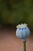 Poppy, Papaveraceae, Unopened  seed head growing outdoor.