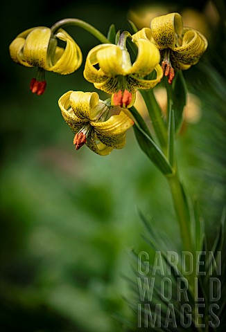 Lily_TurksCap_Lily_Lilium_Pyrenaicum_Close_uo_of_yellow_coloured_flowers_growing_outdoor