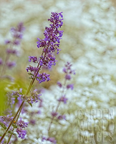 Catmint_Nepeta_cataria_Mauve_coloured_flowers_growing_outdoor