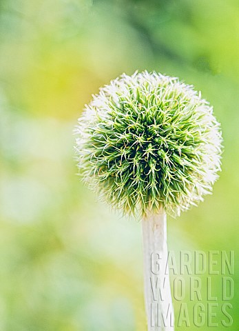 Allium_Allium_Stipitatum_Globe_shaped_flowerhead_growing_outdoor