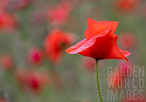 Poppy_Papaveraceae_Bright_red_flowers_growing_outdoor_in_summer