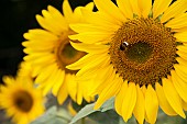 Sunflower, Helianthus, Bee on yellow flower growing outdoor.