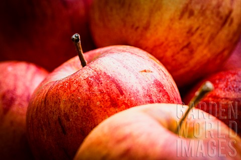 Apple_Cox_Apple_Malus_Domestica_Cox_eating_apples_in_an_organic_farm_shop_in_Devon