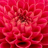 Dahlia, Close-up of red coloured flower showing petal pattern.