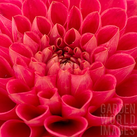 Dahlia_Closeup_of_red_coloured_flower_showing_petal_pattern