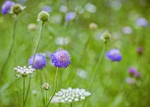 Scabious, Scabiosa, Close-up of mauve coloured flower growing in wild meadow.