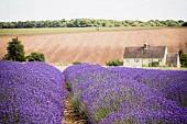 Lavender, Lavdendula, Rows of purple coloured flowers growing outdoor on farm.