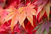 Maple, Sapindaceae, Red coulored autum leaves.