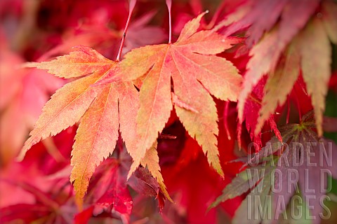 Maple_Sapindaceae_Red_coulored_autum_leaves