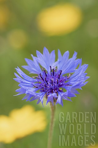 Bachelors_Button_Centaurea_Cyanus_Mauve_coloured_flower_growing_outdoor_in_a_meadow