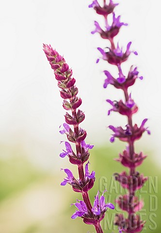 Annual_Clary_Salvia_Viridis_Purple_coloured_flowers_growing_outdoor